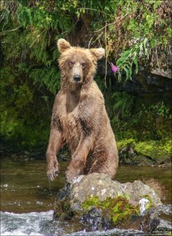 Лопоухий мишка.