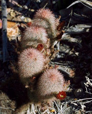 Семейство кактусов "Рыболовные крючки".