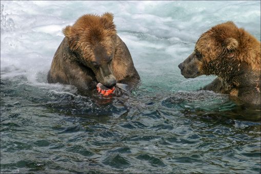 Мама-медведица и взрослое дитё.
