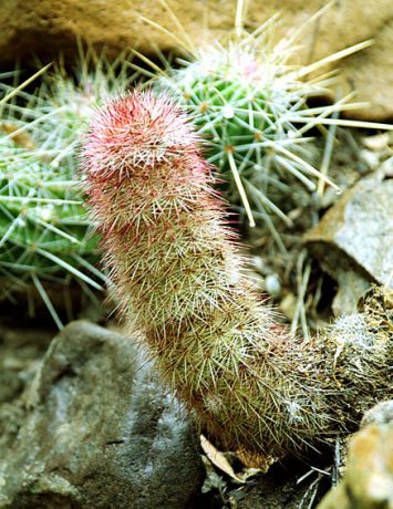 Кактус неприличного вида :)