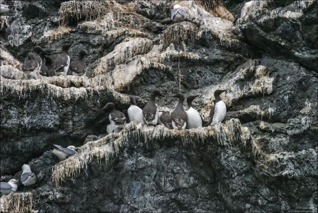 Детский сад Тонкоклювых кайр (Common murre).