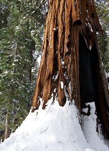 Секвойя, похожая на привидение.