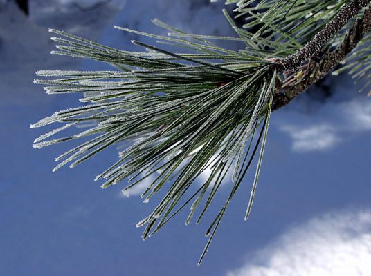 Зимние сосновые иголки.