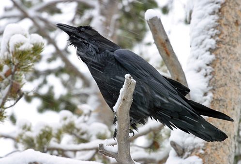 Ворон кайфует под летящим снегом.