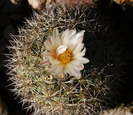 Белый цветок кактуса "игольная подушечка" (Pincushion cactus).