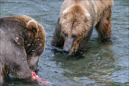 Подбирающийся к маме-медведице взрослый сын.
