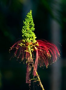 Цветок Калиандра (Calliandra calothyrsus) или Ангельские волосы. Американский эндемик.