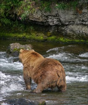 Альфа-самец на коротеньких ножках.