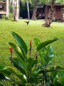 Колибри застыла над цветком геликонии. Кемпинг Trek Stop.