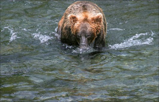 Медведь - "всплывающая подводная лодка".