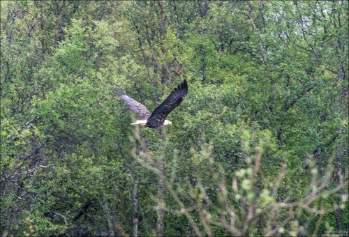 Парящий орел над рекой Brooks river.