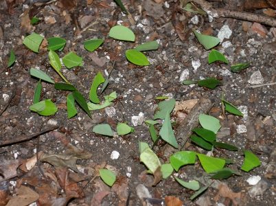 Муравьи-листорезы в процессе переноса своей добычи. Ночной поход по джунглям.