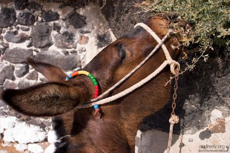 Осел, отлынивающий от работы.