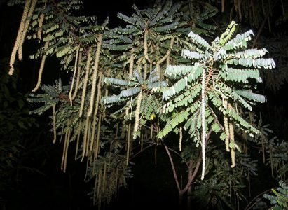 Растение "Кошачий хвост" (Акалифа). Ночной поход по джунглям.