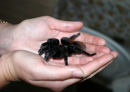 Самка тарантула - домашнее животное хозяина кемпинга Trek Stop :)