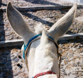 Уши вразлет, непослушный чубчик...