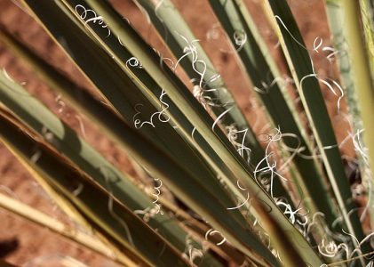 Завитки дикого кустарника.