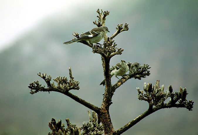 Утренняя распевка на агаве.