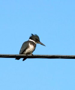 Опоясанный Зимородок (Belted Kingfisher) на проводах над Северным шоссе.