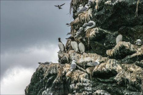 Чайки-моёвки (kittiwakes) и молодые кайры (Common murre) на острове Gull Island.