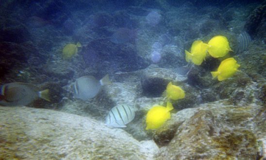 Веселая стайка рыб-бабочек (butterfly fish).