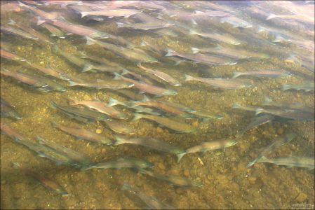 Лосось идет на нерест.