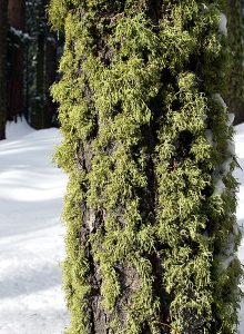 Моховая мозаика. Тропа "Big trees trail".