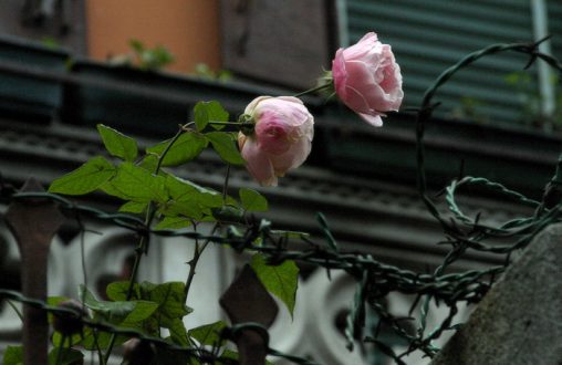 Шипы и розы.