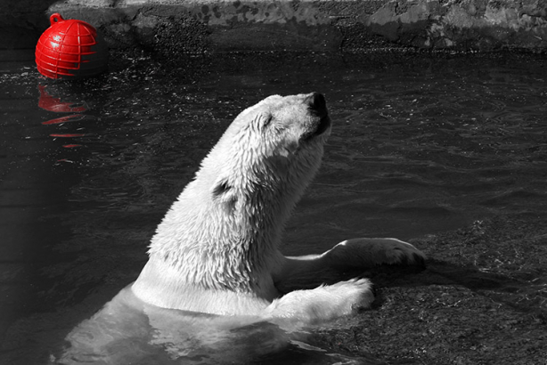 Мечта белого медведя. Медведица Услада.