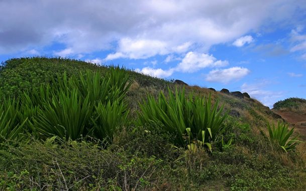 Кусты гигантской агавы (Furcraea foetida) по сторонам дороги.