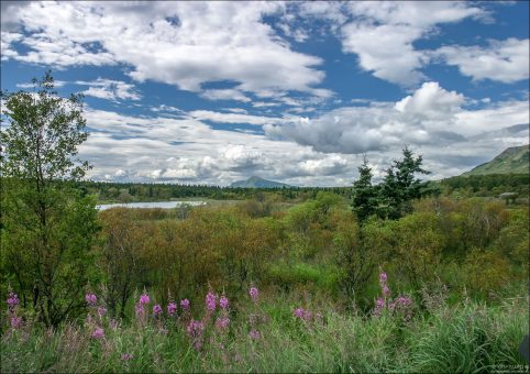 Растительность около реки Brooks river.