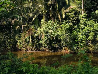 Непроходимые джунгли.