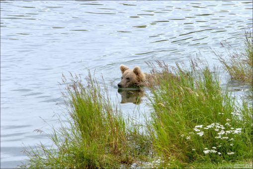 Мишка в реке.