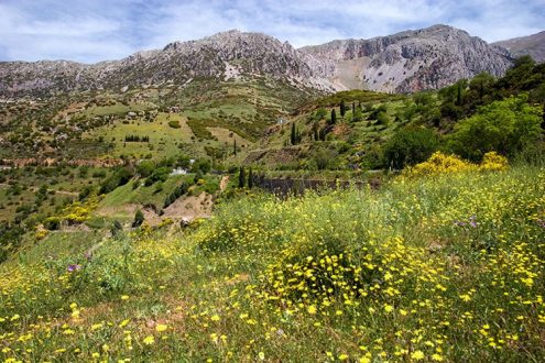 Склоны гор, усыпанные весенними цветами. Недалеко от Фив.