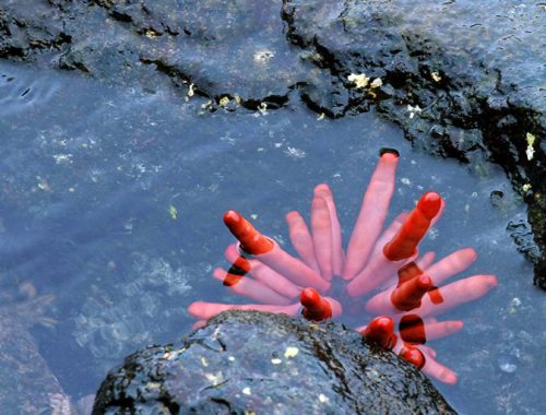 Красный морской ёж.