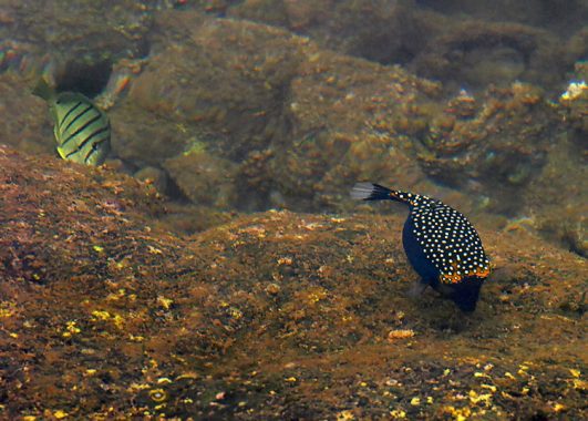 Мелкие рыбки у пирса в поселке Maalaea.