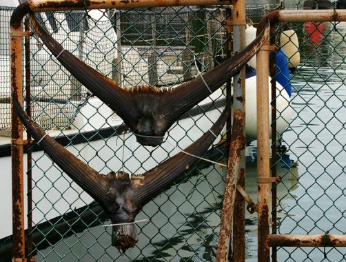 Трофейные хвосты марлиней. Поселок Maalaea.