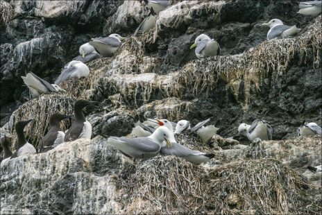 Чайки-моёвки в гнезде.
