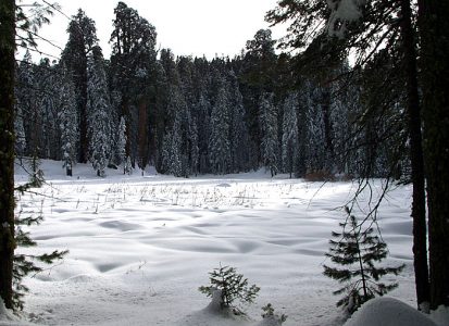 Тропа "Big trees trail" вокург "круглого луга".