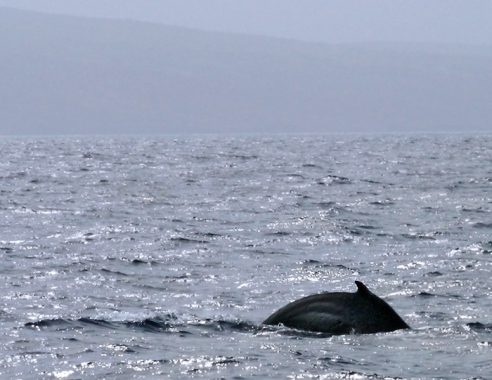 Спина китенка в сверкающих водах океана.