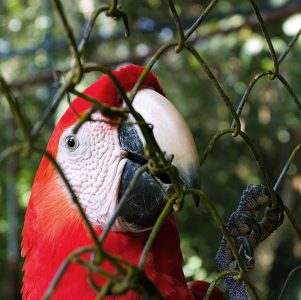 Свободу попугаям! Scarlet Macaw пытается выбраться из вольера в Belize Zoo.