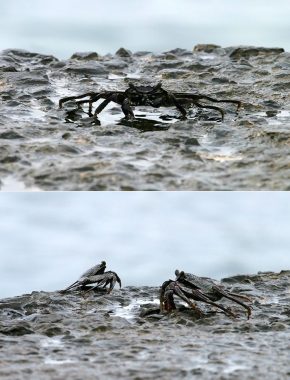 Черные крабы показывают чудеса растяжки.