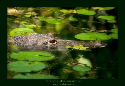 "Крокодилья Меланхолия".