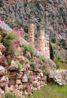 Колонны Храма Аполлона и весенние цветы.