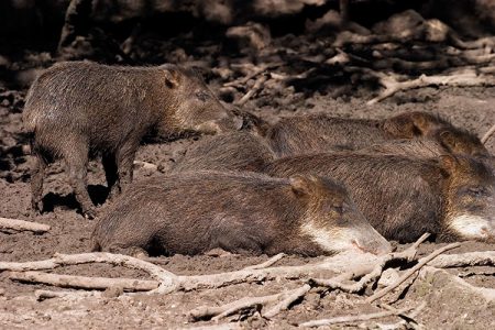 Пекари (дикие свиньи) отдыхают в любимой грязевой луже. Belize Zoo.