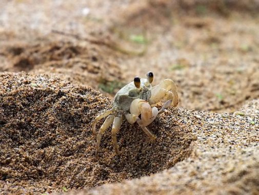 Белый краб на пляже Papalaua.