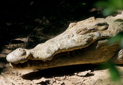 Улыбка крокодила. Belize zoo.