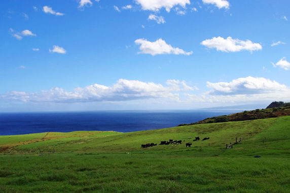 Коровы на пастбище у деревни Kahakuloa.
