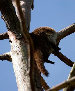 Коатимунди (носуха) дрыхнет на дереве. Belize Zoo.