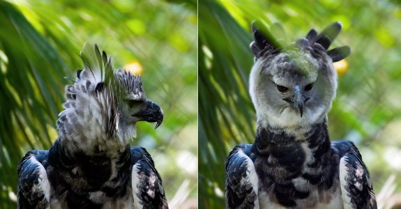 Очень редкий орел-гарпия. Питается обезьянами. Фото на паспорт.
